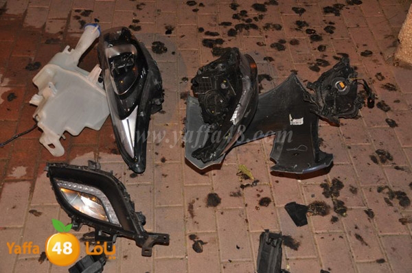 acc 7eshmona2em palmtree (8).JPG